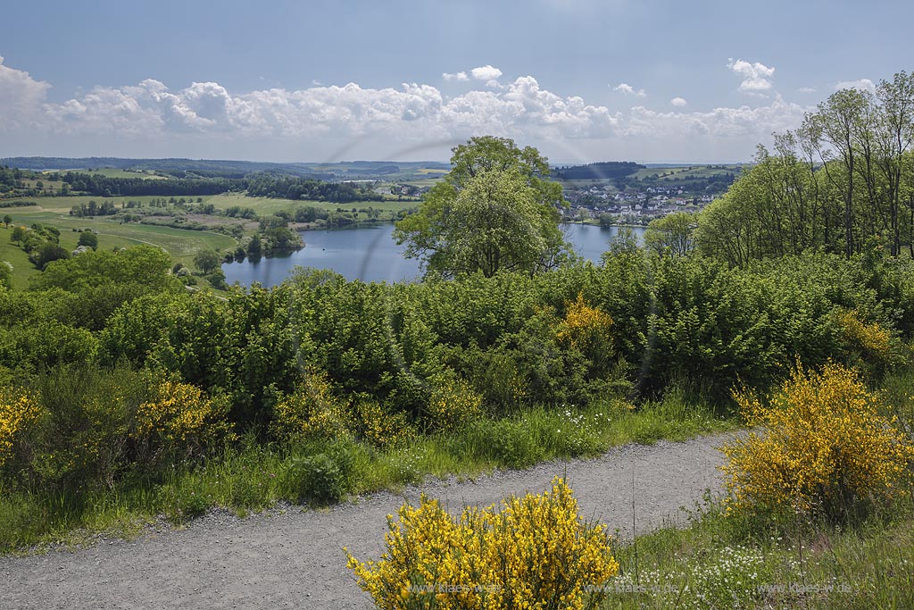 Schalkenmehrener Maar, Blick auf das Maar, eines der 3 Dauner Maare, mit dem Ort Schalkenmehren dahinter zur Ginsterbluete; Schalkenmehrener Maar, view to the maar with the village Schalkenmehren behind it at flowering broom.