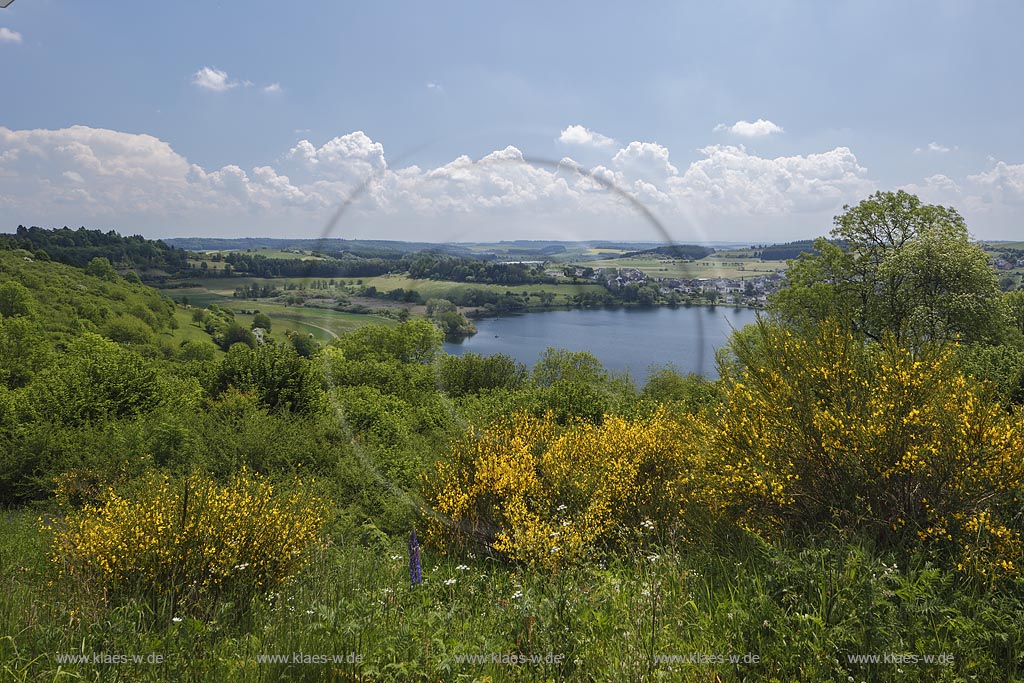 Schalkenmehrener Maar, Blick auf das Maar, eines der 3 Dauner Maare, mit dem Ort Schalkenmehren dahinter zur Ginsterbluete; Schalkenmehrener Maar, view to the maar with the village Schalkenmehren behind it at flowering broom.