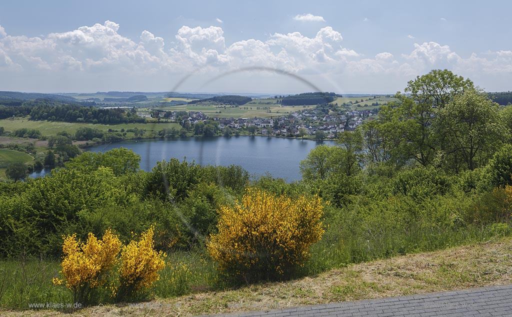 Schalkenmehrener Maar, Blick auf das Maar, eines der 3 Dauner Maare, mit dem Ort Schalkenmehren dahinter zur Ginsterbluete; Schalkenmehrener Maar, view to the maar with the village Schalkenmehren behind it at flowering broom.