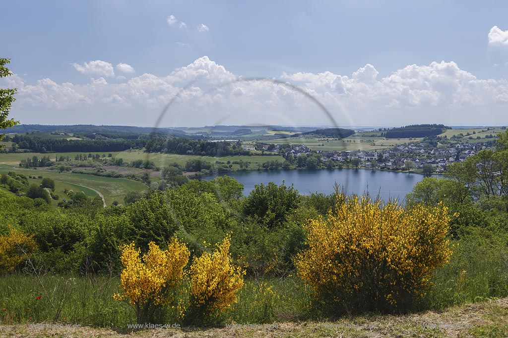 Schalkenmehrener Maar, Blick auf das Maar, eines der 3 Dauner Maare, mit dem Ort Schalkenmehren dahinter zur Ginsterbluete; Schalkenmehrener Maar, view to the maar with the village Schalkenmehren behind it at flowering broom.