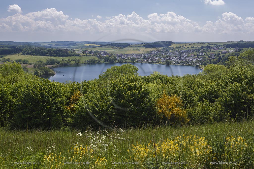 Schalkenmehrener Maar, Blick auf das Maar, eines der 3 Dauner Maare, mit dem Ort Schalkenmehren dahinter zur Ginsterbluete; Schalkenmehrener Maar, view to the maar with the village Schalkenmehren behind it at flowering broom.