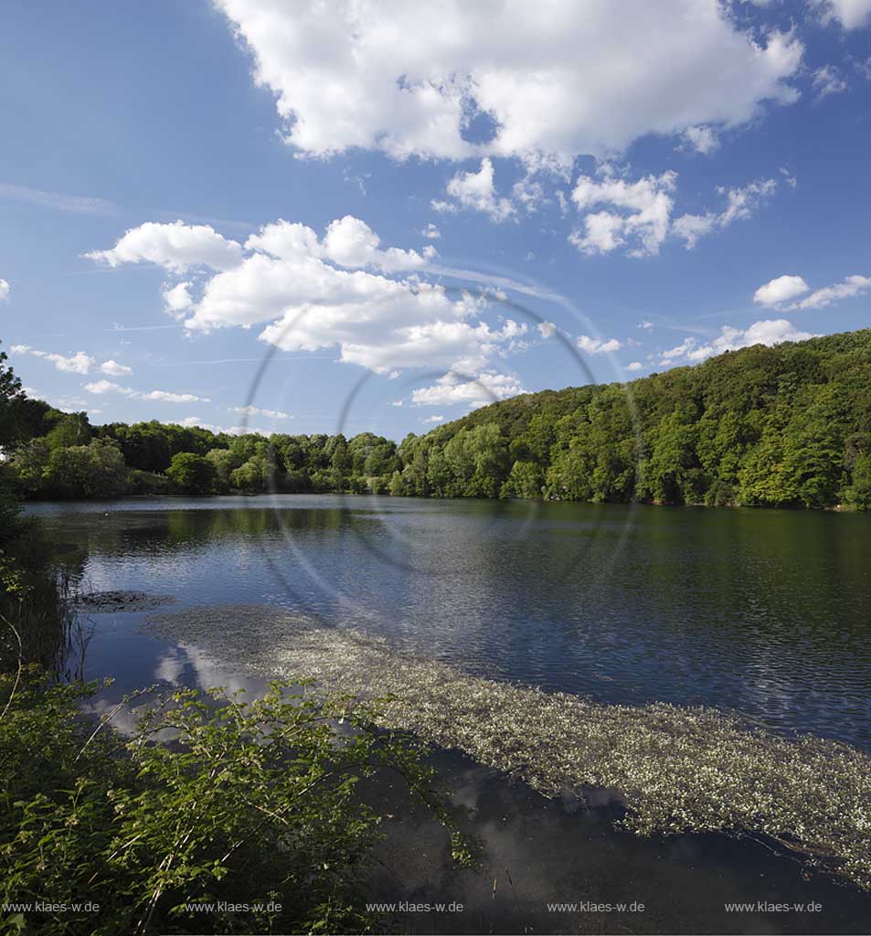 Ulmen, Ulmener Maar, der See ist bis zu 37 m tief und wird von einem durchschnittlich 20 m hohen Wall aus Tuff umschlossen, Blick mit Kumuluswolken und Flutendem Hahnenfuss, Wasserhahnenfuss, Ranunculus fluitans im Vordergrund; Ulmen,maar of Ulmen.