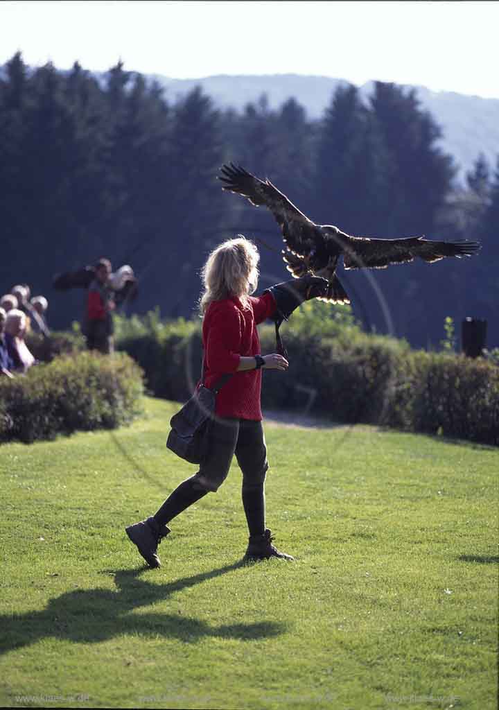 Hellenthal, Eifel, Kreis Euskirchen, Greifvogelwarte, Blick auf Falknerin mit Greifvogel