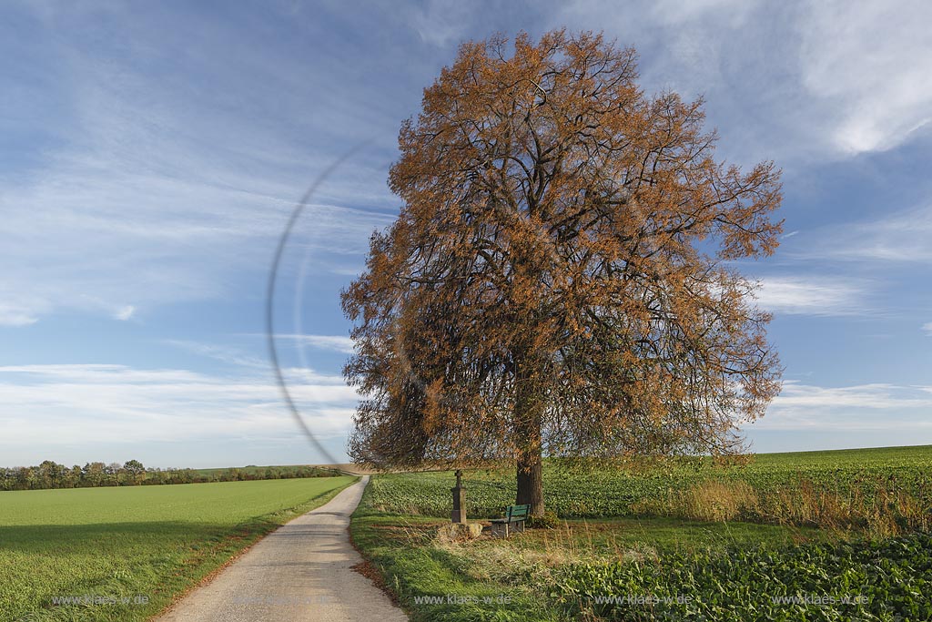 Zuelpich-Juntersdorf, Wegekreuz mit Linde, Sommer-Linde (Tilia platyphyllos); Zuelpich-Juntersdorf, wayside cross with linden tree.