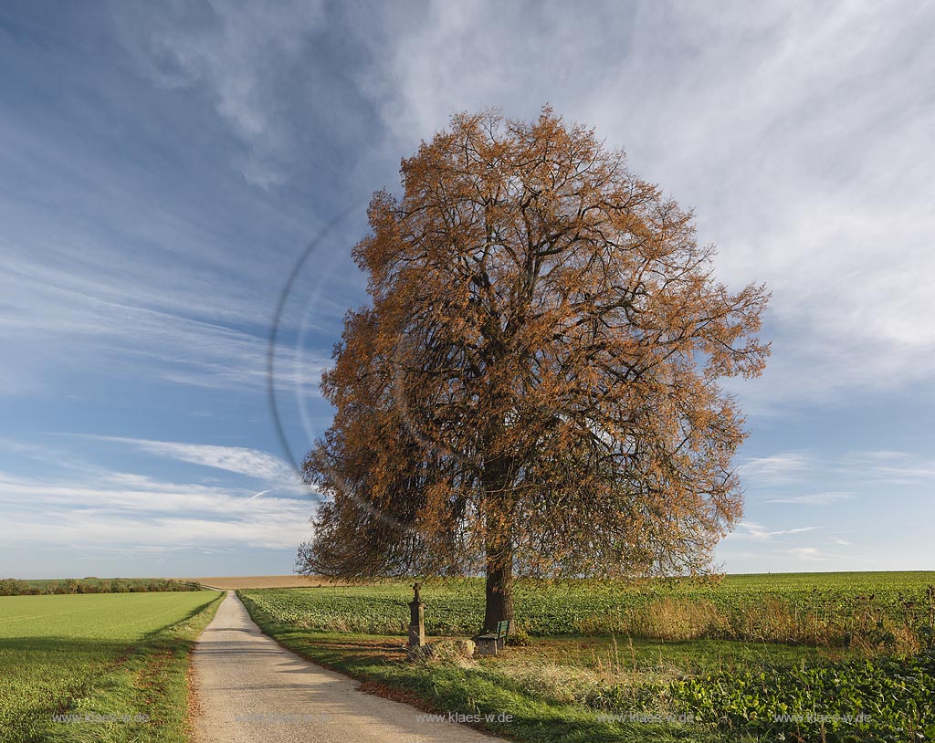 Zuelpich-Juntersdorf, Wegekreuz mit Linde, Sommer-Linde (Tilia platyphyllos); Zuelpich-Juntersdorf, wayside cross with linden tree.