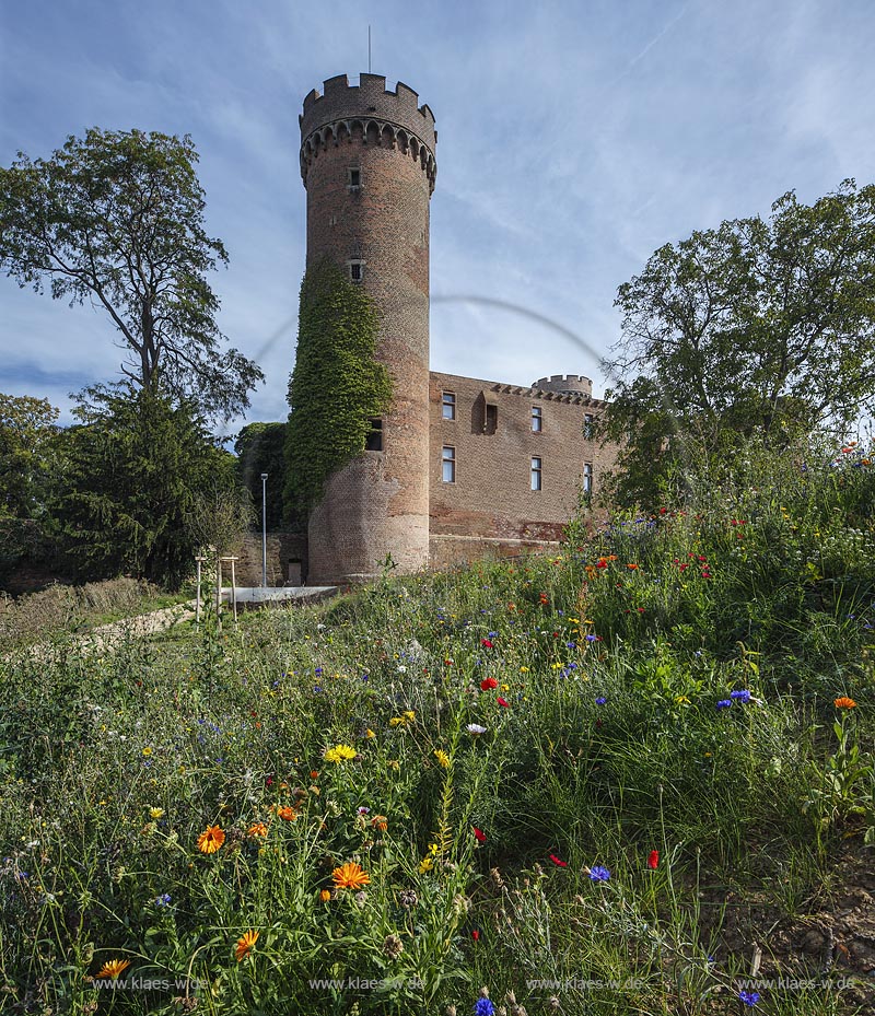 Zuelpich, Blick ueber Wildblumenwiese zur Kurkoelnischen Landesburg mit Westturm der Burg, sie wurde Ende des 14. Jahrhunderts errichtet und zaehlt zu den klassischen Kastellburgen; Zuelpich, castle Kurkoelnische Landesburg.