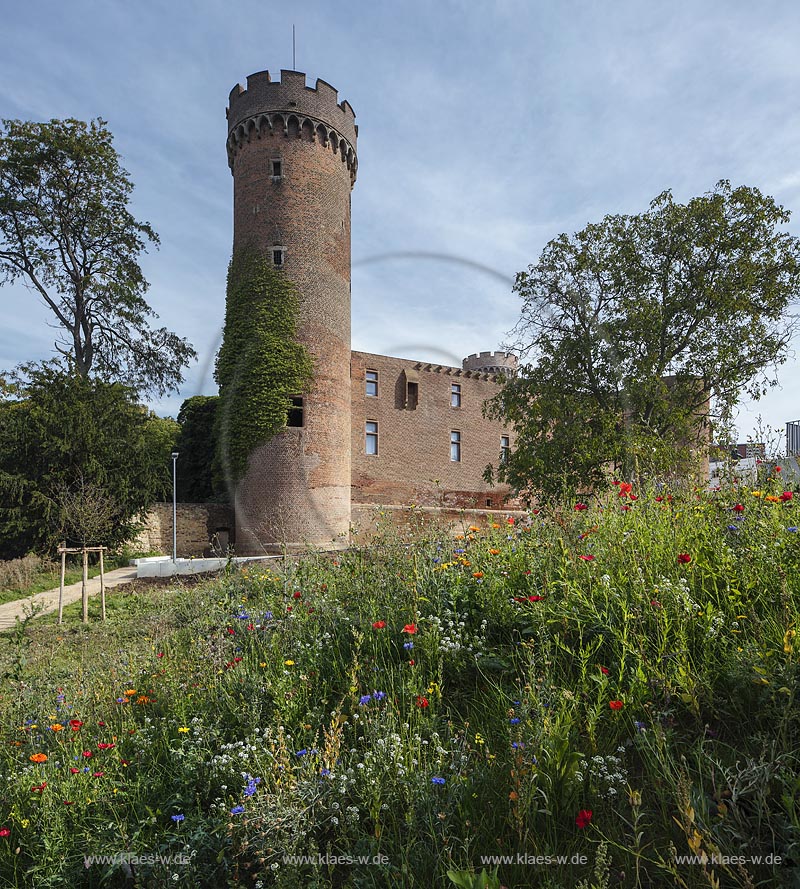 Zuelpich, Blick ueber Wildblumenwiese zur Kurkoelnischen Landesburg mit Westturm der Burg, sie wurde Ende des 14. Jahrhunderts errichtet und zaehlt zu den klassischen Kastellburgen; Zuelpich, castle Kurkoelnische Landesburg.