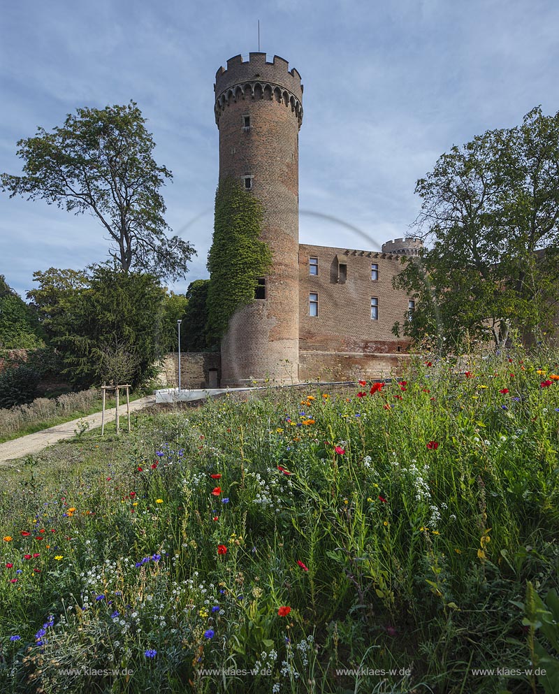 Zuelpich, Blick ueber Wildblumenwiese zur Kurkoelnischen Landesburg mit Westturm der Burg, sie wurde Ende des 14. Jahrhunderts errichtet und zaehlt zu den klassischen Kastellburgen; Zuelpich, castle Kurkoelnische Landesburg.