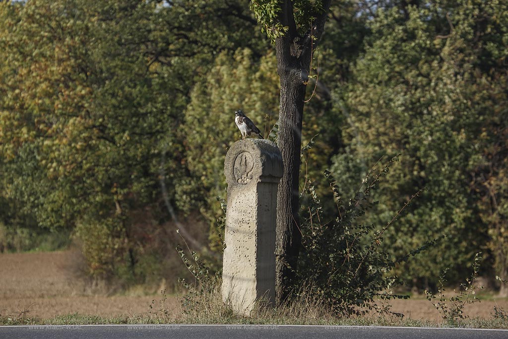 Zuelpich-Uelpenich, Preussischer Meilenstein; Zuelpich-Uelpenich, a Prussian cornerstone.