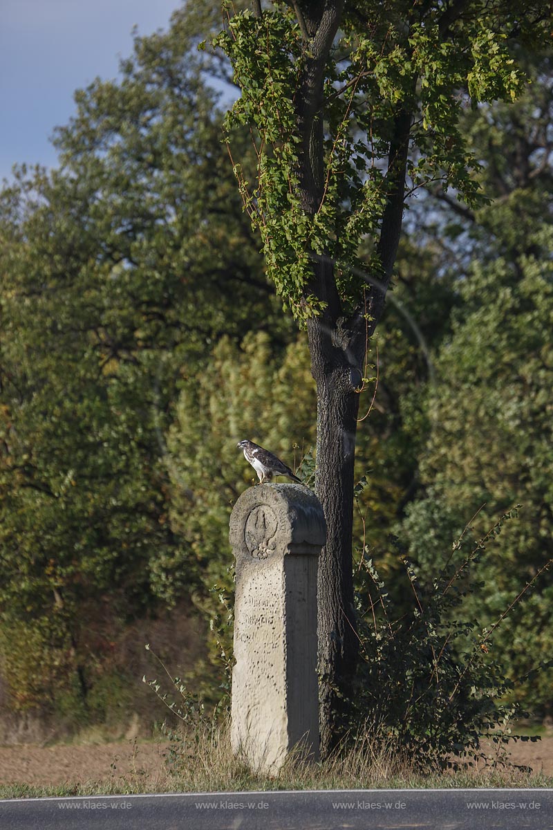 Zuelpich-Uelpenich, Preussischer Meilenstein; Zuelpich-Uelpenich, a Prussian cornerstone.