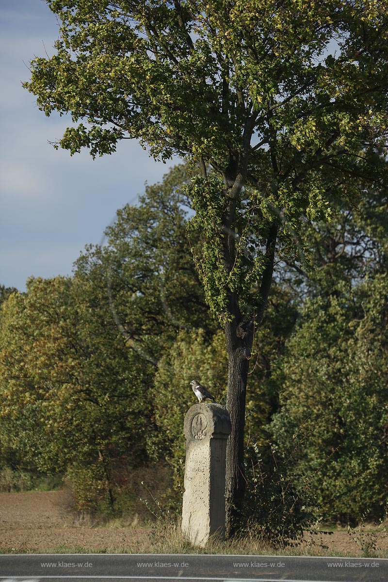 Zuelpich-Uelpenich, Preussischer Meilenstein; Zuelpich-Uelpenich, a Prussian cornerstone.