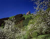 Alf an der Mosel, Landkreis Cochem-Zell, Eifel, Blick zur Burg Arras mit Landschaft im Frühling, Fruehling