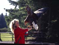 Hellenthal, Eifel, Kreis Euskirchen, Greifvogelwarte, Blick auf Falknerin mit Greifvogel