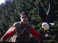 Hellenthal, Eifel, Kreis Euskirchen, Greifvogelwarte, Blick auf Falkner mit Greifvogel