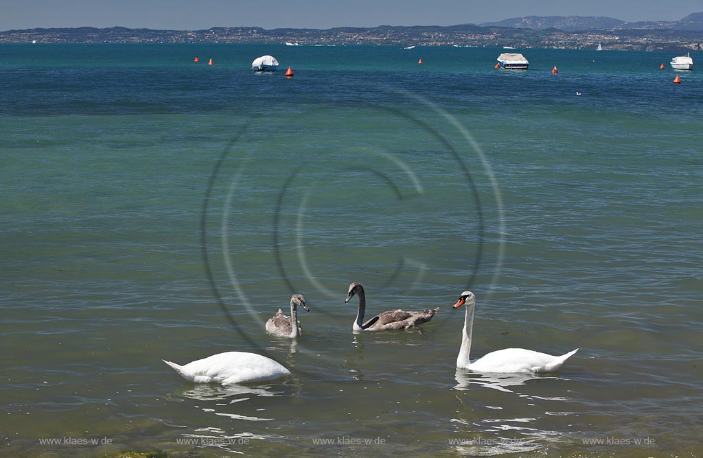 Bardolino Cisano Gardasee Hoeckerschwan Familie mit zwei Jungschwaenen im Uferbereich des Gardasses schwimmend; Bardolino Cisano swimming mute swan family on Lake Garda