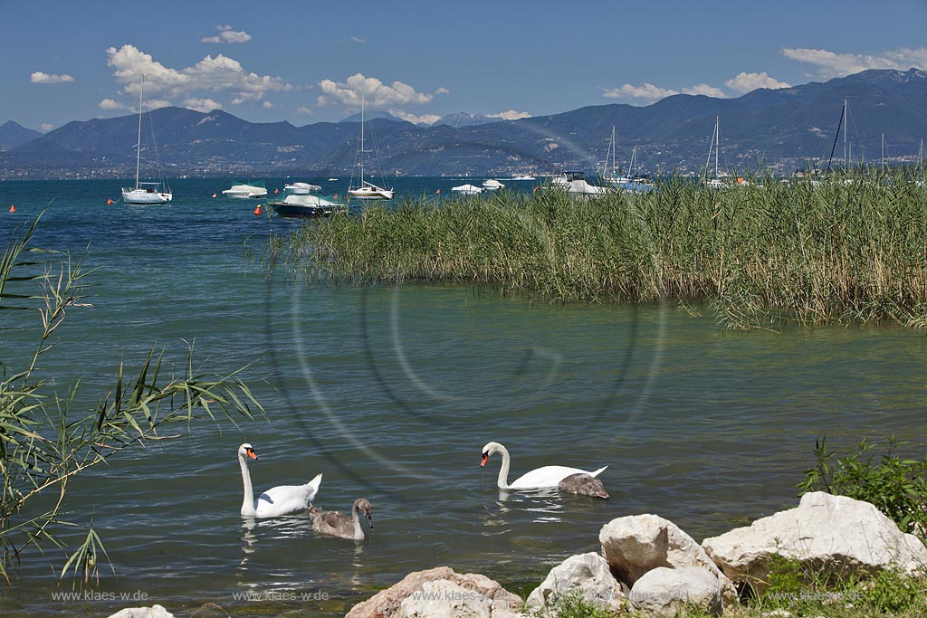 Bardolino Cisano Gardasee Hoeckerschwan Familie mit zwei Jungschwaenen im Uferbereich des Gardasses schwimmend, im Hindergrund das Bergmassiv des Westufers; Bardolino Cisano swimming mute swan family with rock mass in background