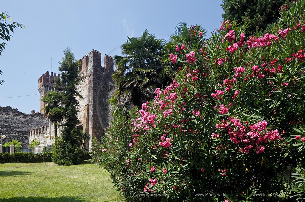 Lazise Blick zur die Scaliger Burg mit dem Loewentor Porta del Lion und rot bluehendem Oleander; Lazise view to the scaliger castle with Porta del Lion and red oleander in flower