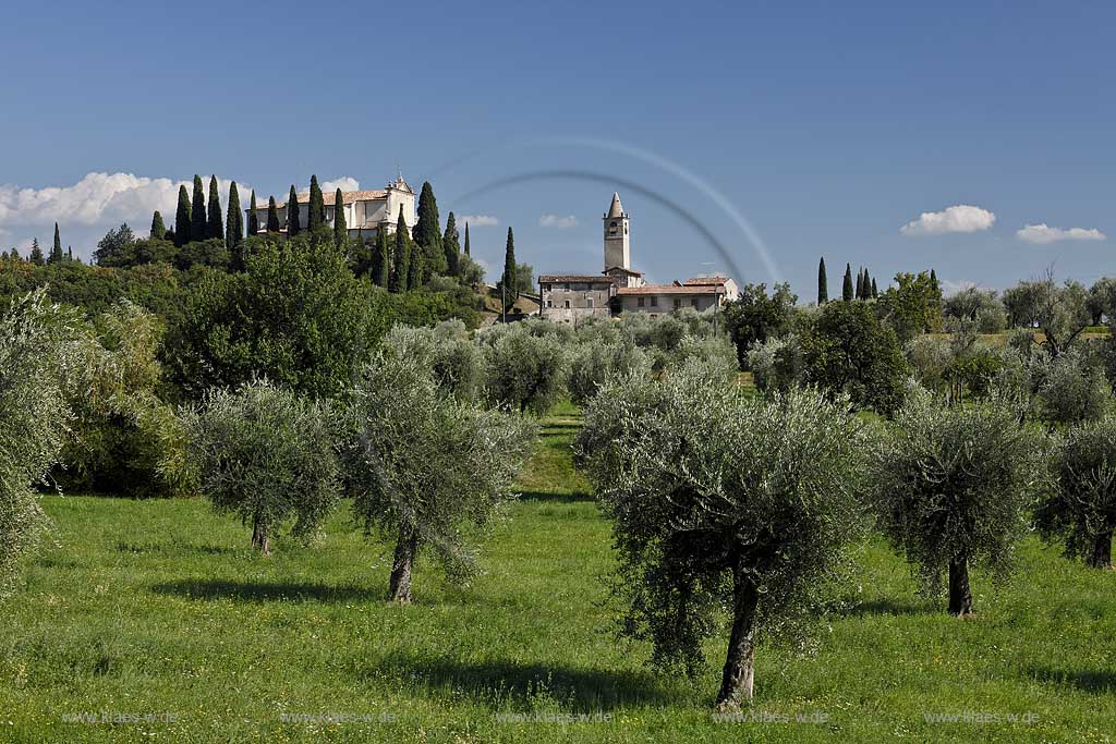 Toscolano-Maderno Gaino, Blick ueber Olivenhain zur Kirche Chiesa San Michele; Toscolano-Maderno. Gaino, view with olive grove onto church St. Michael.