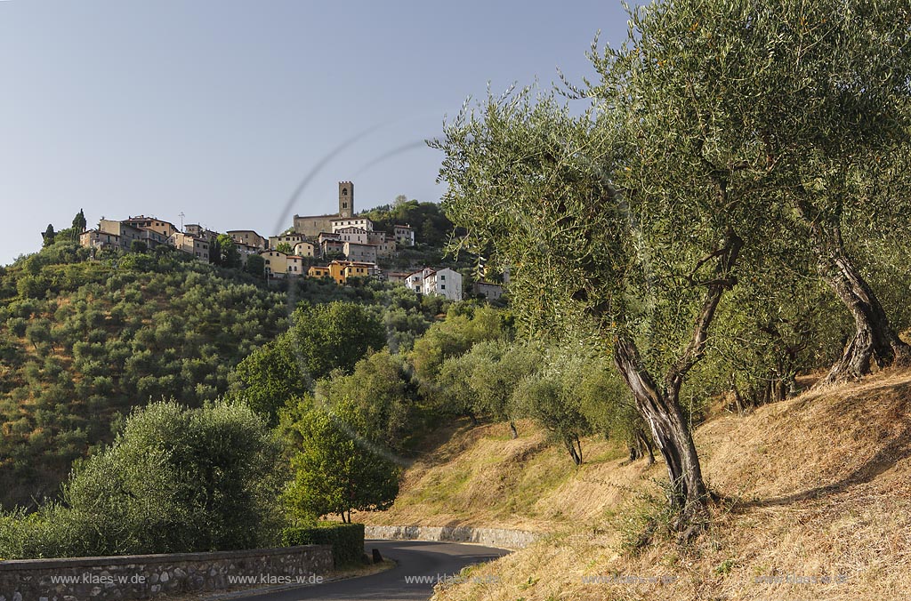 Uzzano, Landschaft mit Strasse und Olivenhain; Uzzano, landscape with street and olive grove.