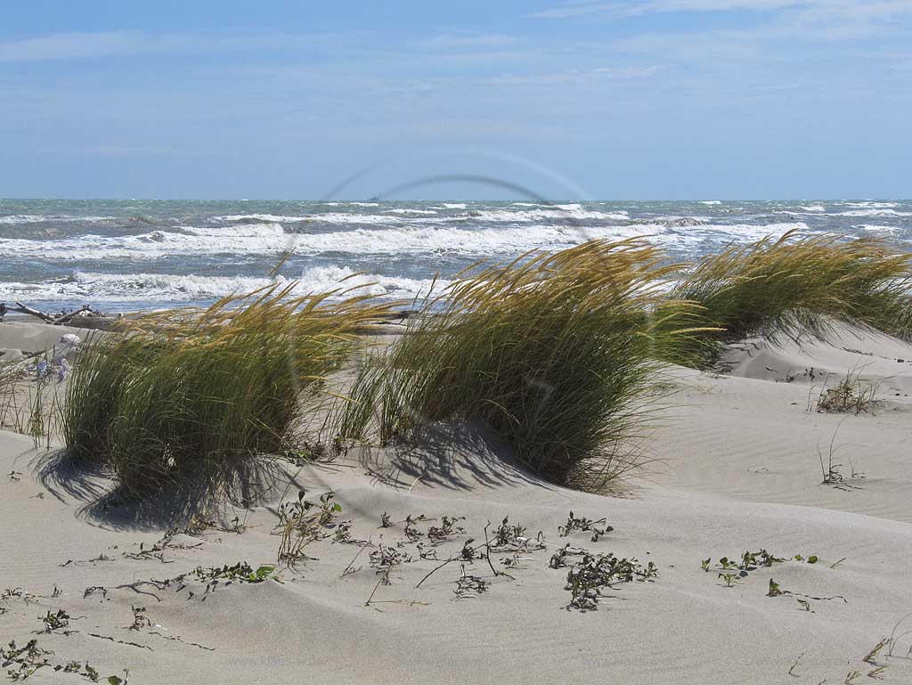 Rosolina Mare Strandlandschaft mit Duenen und Strandvegetation bei stuermischer See stuermischem Meer mit hohen Wellen; Beach landscape with dunes and rought adriatic sea with high waves at a windy day