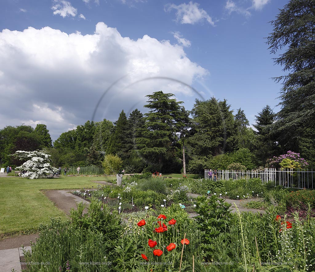 Koeln Riehl, Blick auf die Flora im Park zur Sommerzeit; Koeln Riehl, view at the flora in the park in summer