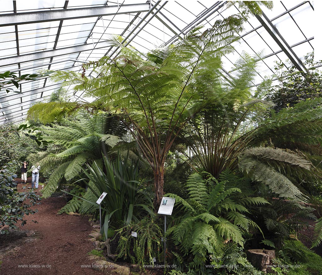 Koeln Riehl, Blick auf die Flora im Gewaechshaus mit Besuchern; Cologne Riehl, view at the flora in a greenhouse with visitors