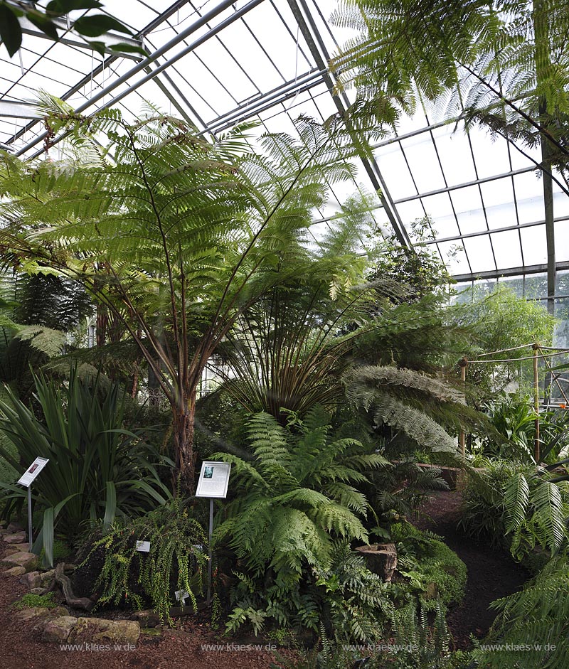 Koeln Riehl, Blick auf die Flora im Gewaechshaus; Cologne Riehl, view at the flora in a greenhouse