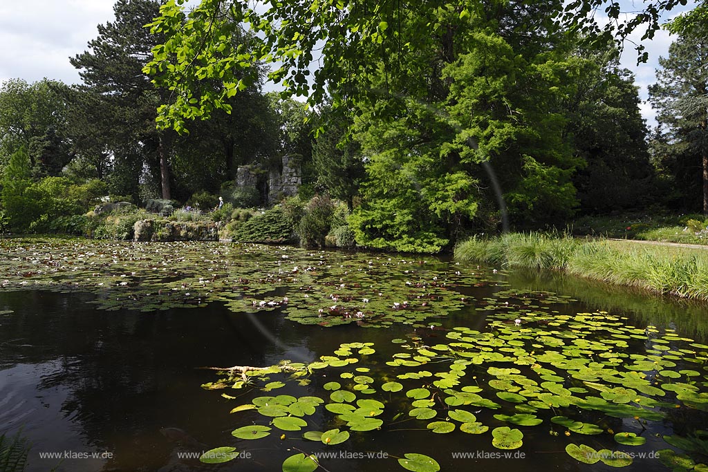 Koeln Riehl, Blick ueber den Teich mit bluehenden Seerosen und Baeumen im Sommer; Cologne Riehl, view over the pond with blooming water lilies and trees in summer