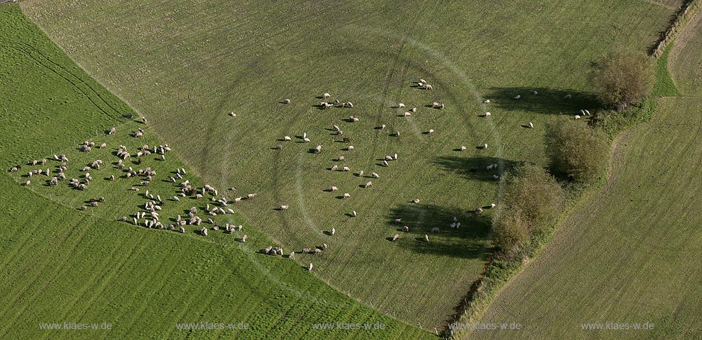 Hamm Heessen, Lippeaue, Schafe, Schafherde; Hamm Heessen, bottom of Lippe, sheeps, flock of sheeps.