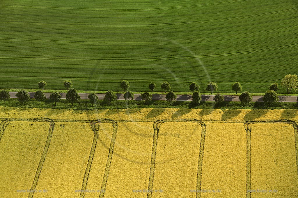Gieleroth, Blick auf Rapsfelder mit Strasse; Gieleroth, view to rapseed fields with a street.