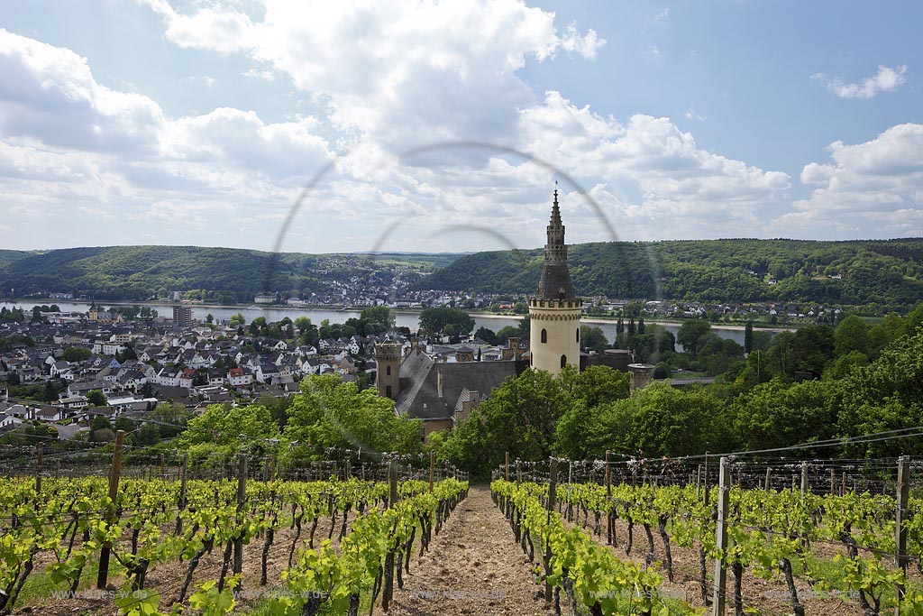 Bad Hoenningen, Blick auf Stadt mit Rhein ueber Weinberg mit Schloss Arenfels, frueher auch Schloss Arienfels genannt, eine Schlossanlage oberhalb von Bad Hoenningen in Rheinland-Pfalz, die auf eine mittelalterliche Burg aus dem 13. Jahrhundert zuueckgeht. Das Schloss erhielt seine heutige uere Gestalt in der Zeit von 1849 bis 1855, waehrend der es unter der Leitung des Koelner Dombaumeisters Ernst Friedrich Zwirner im Stil der Neugotik umfassend veraendert wurde. Aufgrund seiner 365 Fenster, 52 Tren und zwlf Tuerme erhielt es den Beinamen Schloss des Jahres"; Bad Hoenningen, view tothe town with rhine, vineyard with castle Arenfels