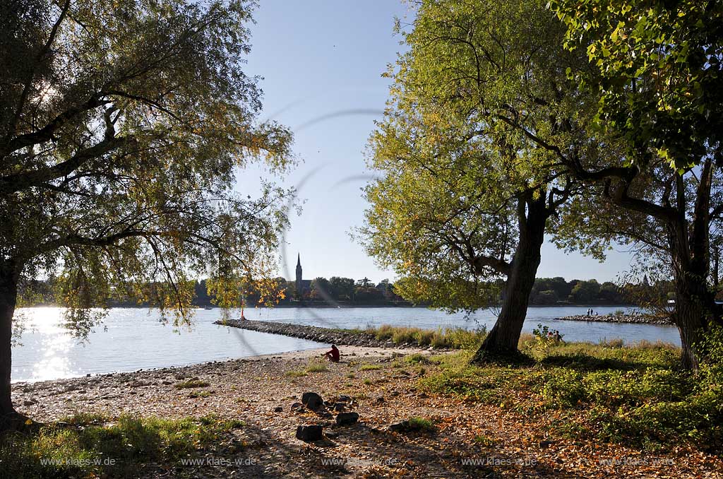 Bonn Rheinufer bei Oberkassel mit Blick ueber den Rhein nach Bonn Bad Godesberg, Plittersdorf, Kirchturm der Sankt Evergislus Kirche,  Rheinufer mit Sandstrand und Weiden ( Salix ) Baeumen mit Herbstlaub im Regenlicht; Bonn Rhine coast at Oberkassel with view over the Rhine to Bonn Bad Godesberg, Plittersdorf, spire of the St. Evergislus church, Rhine coast with sandy beach and willow trees with autumn foliage in rainlight