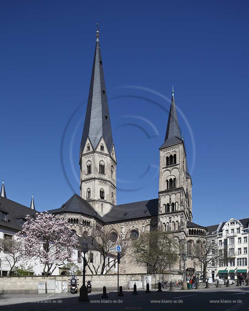 Bonn, Blick auf das Bonnner Muenster Sankt Martinvon Suedwesten, Muensterkiche Basilika Minor im Fruehling mit Magnolienbluehte; Bonn view to basilica minor St.Martin in spring with magnolia in flower