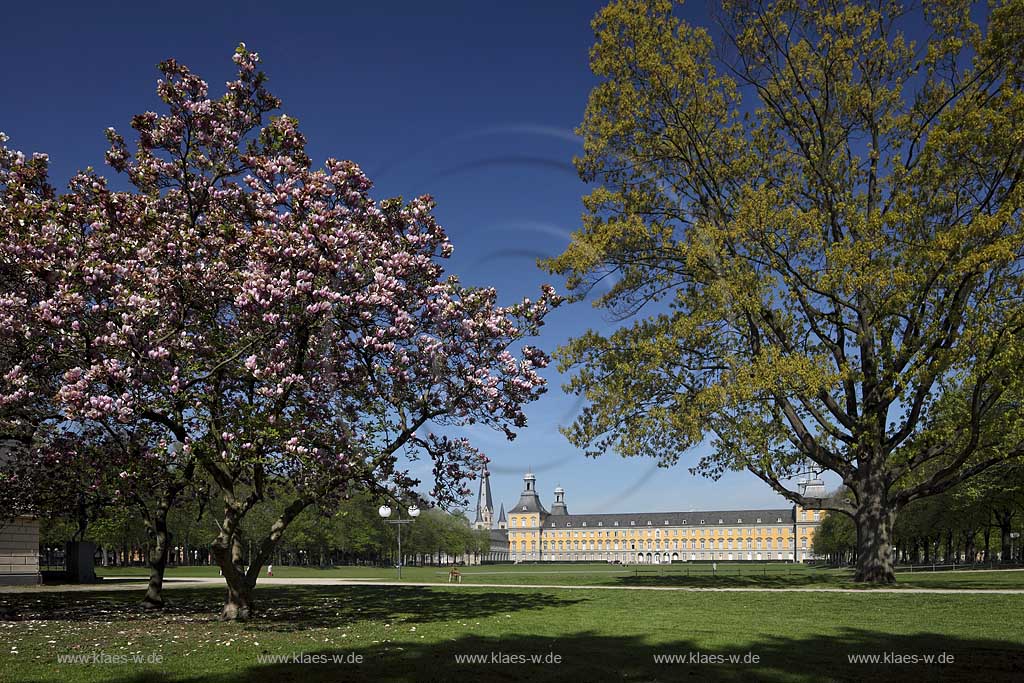 Bonn bluehende Tulpen Magnolie mit dem Kurfuestlichen Schluss und dem Bonner Muenster Sankt Martin im Hintergrund; Bonn, Mognolia x soulangeana in flower, in the background the electoral castle und the basilica minor St.Matin 