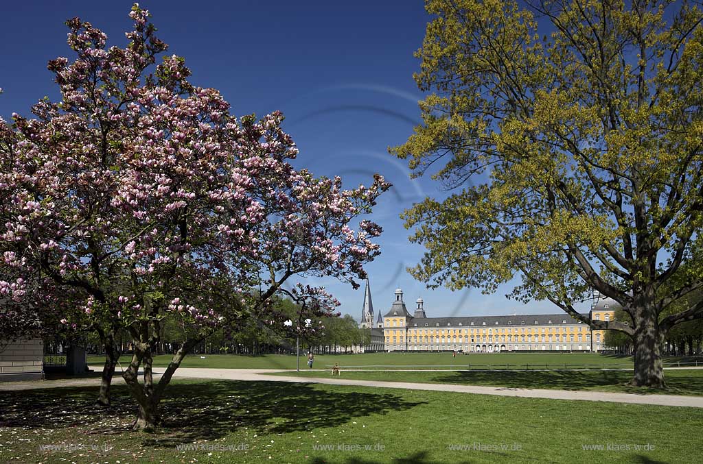 Bonn bluehende Tulpen Magnolie mit dem Kurfuestlichen Schluss und dem Bonner Muenster Sankt Martin im Hintergrund; Bonn, Mognolia x soulangeana in flower, in the background the electoral castle und the basilica minor St.Matin 