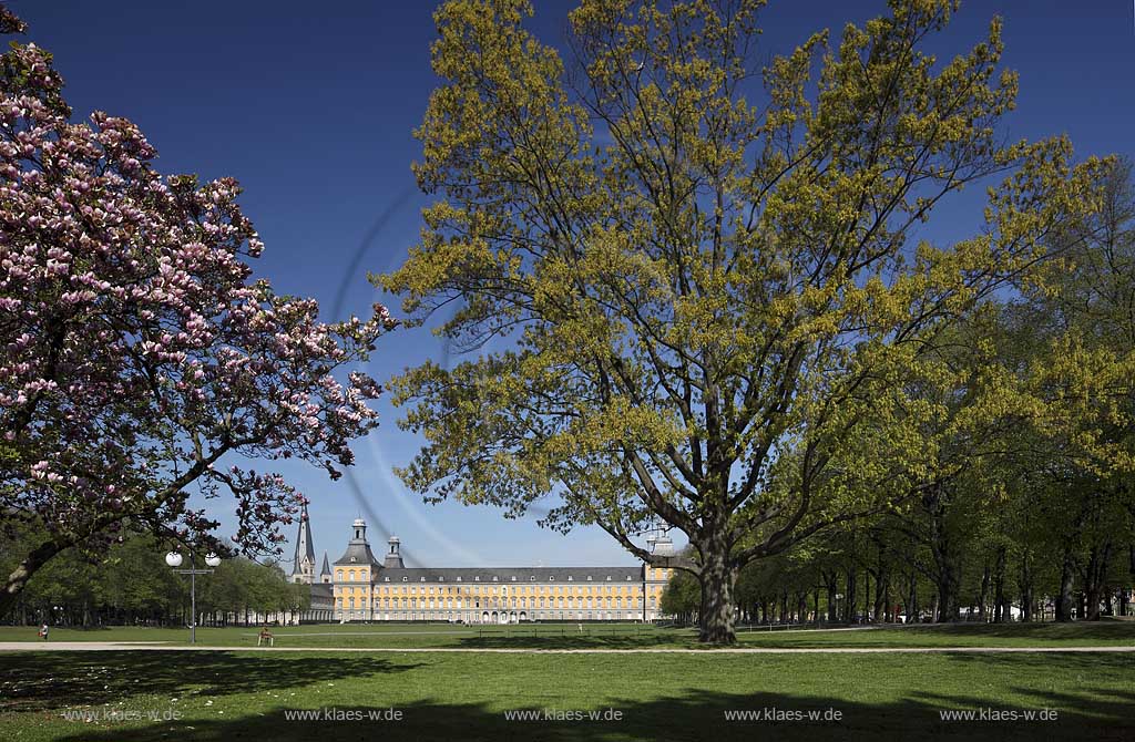 Bonn bluehende Tulpen Magnolie mit dem Kurfuestlichen Schluss und dem Bonner Muenster Sankt Martin im Hintergrund; Bonn, Mognolia x soulangeana in flower, in the background the electoral castle und the basilica minor St.Matin 