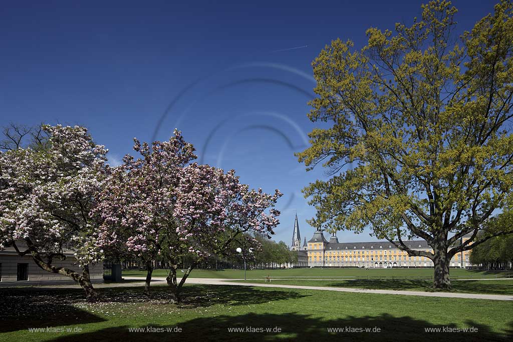 Bonn bluehende Tulpen Magnolie mit dem Kurfuestlichen Schluss und dem Bonner Muenster Sankt Martin im Hintergrund; Bonn, Mognolia x soulangeana in flower, in the background the electoral castle und the basilica minor St.Matin 