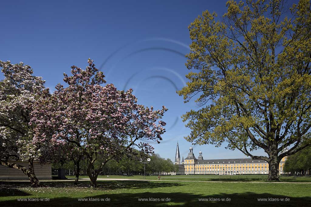 Bonn bluehende Tulpen Magnolie mit dem Kurfuestlichen Schluss und dem Bonner Muenster Sankt Martin im Hintergrund; Bonn, Mognolia x soulangeana in flower, in the background the electoral castle und the basilica minor St.Matin 