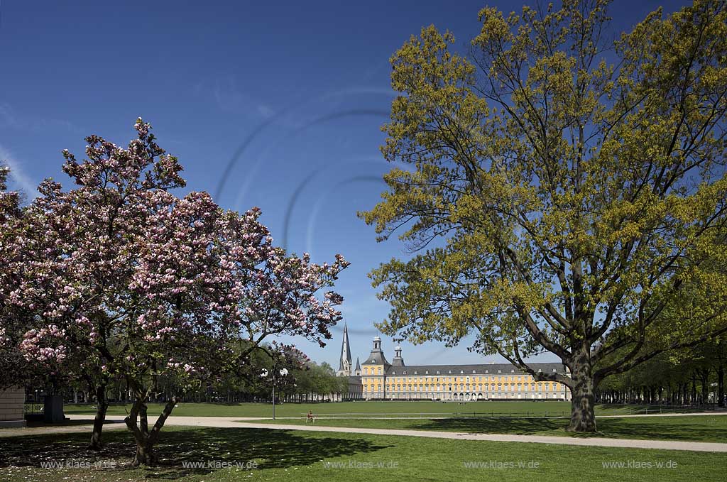 Bonn bluehende Tulpen Magnolie mit dem Kurfuestlichen Schluss und dem Bonner Muenster Sankt Martin im Hintergrund; Bonn, Mognolia x soulangeana in flower, in the background the electoral castle und the basilica minor St.Matin 