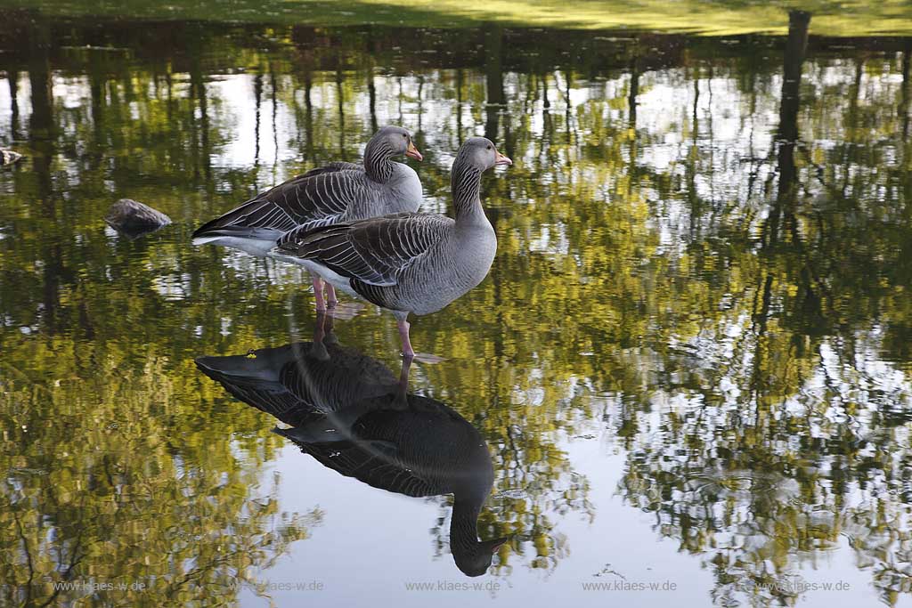 Bonn, Freizeitpark Rheinaue, Auensee, Graugans Paar mit Spiegelbild; Amusemtpark Rheinaue, lahe Auensee, gray goos pair with mirror image