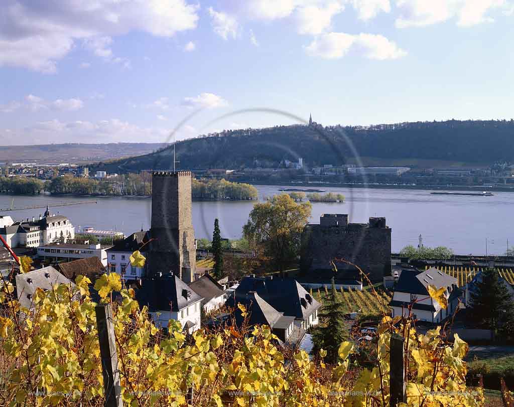 Rdesheim, Ruedesheim am Rhein, Rheingau-Taunus-Kreis, Mittelrhein, Blick ber, ueber Weinreben auf Broemser, Brmser Burg, Rhein und Ort