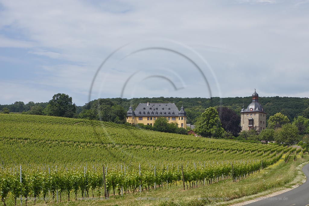 Oestich, Blick ueber Weinberg nach Schloss Vollrads. Schloss Vollrads ist ein Schloss im hessischen Rheingau, etwa zwei Kilometer vom Rheinufer entfernt noerdlich von Winkel (Rheingau) gelegen, umgeben von Wald und Weinbergen auf einer Hoehe von 160 Metern; Oestrich, view from a vineyard to castle Vollrads.