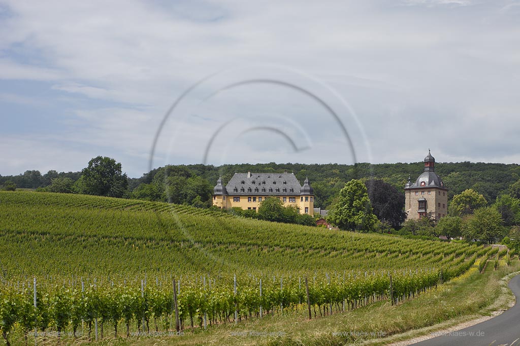 Oestich, Blick ueber Weinberg nach Schloss Vollrads. Schloss Vollrads ist ein Schloss im hessischen Rheingau, etwa zwei Kilometer vom Rheinufer entfernt noerdlich von Winkel (Rheingau) gelegen, umgeben von Wald und Weinbergen auf einer Hoehe von 160 Metern; Oestrich, view from a vineyard to castle Vollrads.