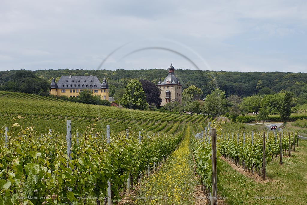 Oestich, Blick aus dem Weinberg nach Schloss Vollrads. Schloss Vollrads ist ein Schloss im hessischen Rheingau, etwa zwei Kilometer vom Rheinufer entfernt noerdlich von Winkel (Rheingau) gelegen, umgeben von Wald und Weinbergen auf einer Hoehe von 160 Metern; Oestrich, view from a vineyard to castle Vollrads.