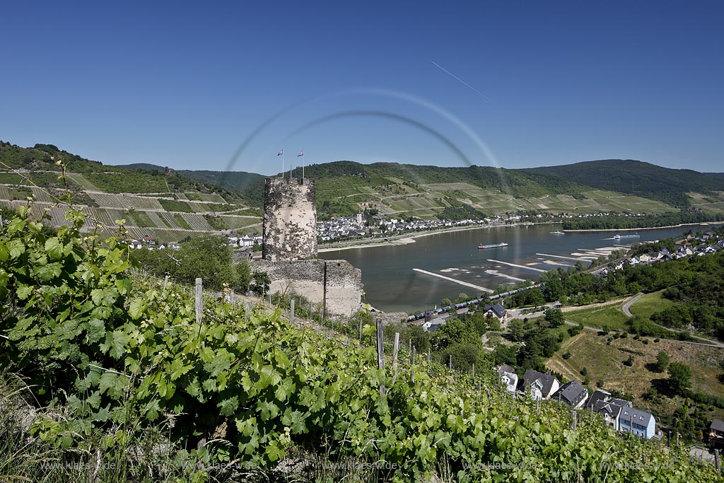 Rheindiebach, Blick vom Weinberg zur Ruine Fuerstenberg und zum Rhein mit Binnenschifffahrt; Rheindiebach, view from a vineyard to sovereign castle and to the Rhine with shipping.