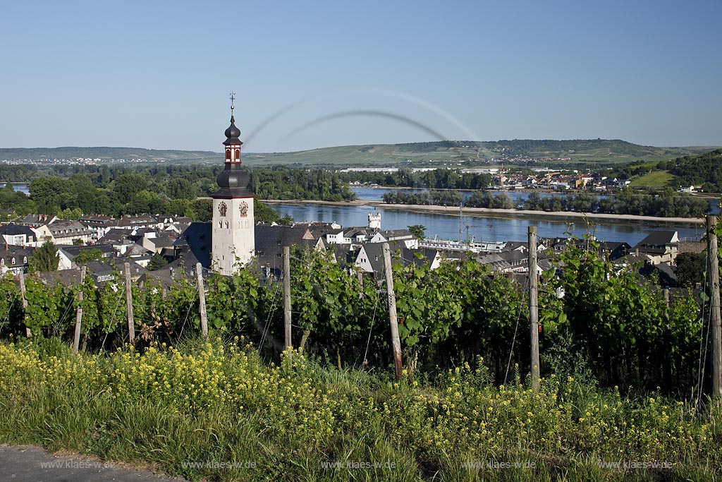 Ruedesheim, Blick vom Weinberg zur Stadt mit St. Jakobus-Pfarrkirche; Ruedesheim, view from vineyard to town with church of St. Jakobus.