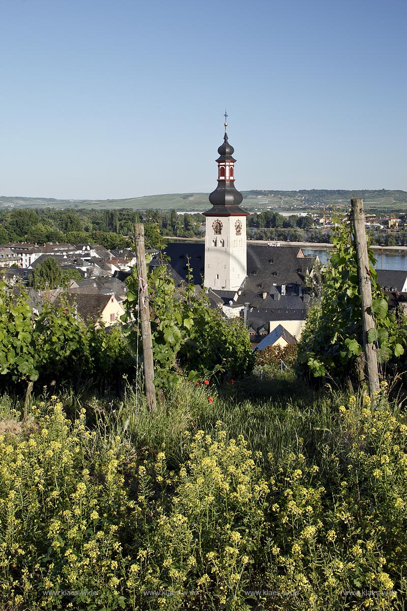 Ruedesheim, Blick vom Weinberg zur Stadt mit St. Jakobus-Pfarrkirche; Ruedesheim, view from vineyard to town with church of St. Jakobus.