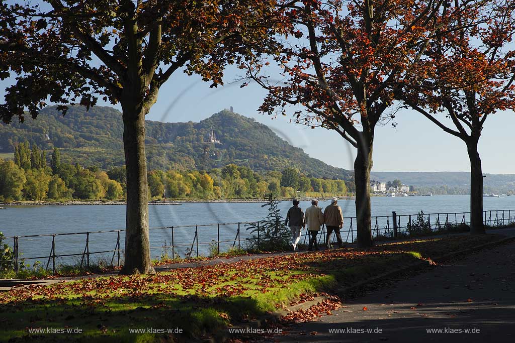 Bonn Rheinufer bei Oberkassel mit Blick ueber den Rhein zum Siebengebirge mit Drachenfels und Drachenburg, Rheinufer mit Wanderern unter Baeumen mit Herbstlaub; Bonn Rhine coast at Oberkassel with view over Rhine to the Siebengebirge with Dragoncliff and Dragoncastle, Rhine coast with hiker under trees with autumn foliage