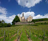 Bad Hoenningen, Blick auf Stadt mit Rhein ueber Weinberg mit Schloss Arenfels, frueher auch Schloss Arienfels genannt, eine Schlossanlage oberhalb von Bad Hoenningen in Rheinland-Pfalz, die auf eine mittelalterliche Burg aus dem 13. Jahrhundert zuueckgeht. Das Schloss erhielt seine heutige uere Gestalt in der Zeit von 1849 bis 1855, waehrend der es unter der Leitung des Koelner Dombaumeisters Ernst Friedrich Zwirner im Stil der Neugotik umfassend veraendert wurde. Aufgrund seiner 365 Fenster, 52 Tren und zwlf Tuerme erhielt es den Beinamen Schloss des Jahres"; Bad Hoenningen, view tothe town with rhine, vineyard with castle Arenfels