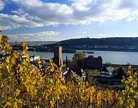 Rüdesheim, Ruedesheim am Rhein, Rheingau-Taunus-Kreis, Mittelrhein, Blick über, ueber Weinreben auf Broemser, Brömser Burg, Rhein und Ort